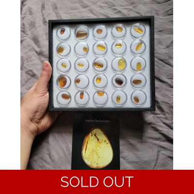 Rare Dinosaur Age Amber Insect Fossil Gift Display Set Special Rare Dinosaur Age Amber Insect Fossil Gift Display Set Special